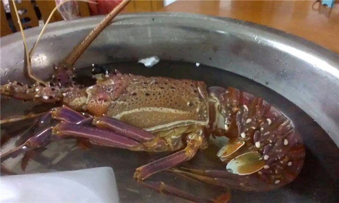 1669727357973483.png 進(jìn)口冷凍澳洲龍蝦報(bào)關(guān).png